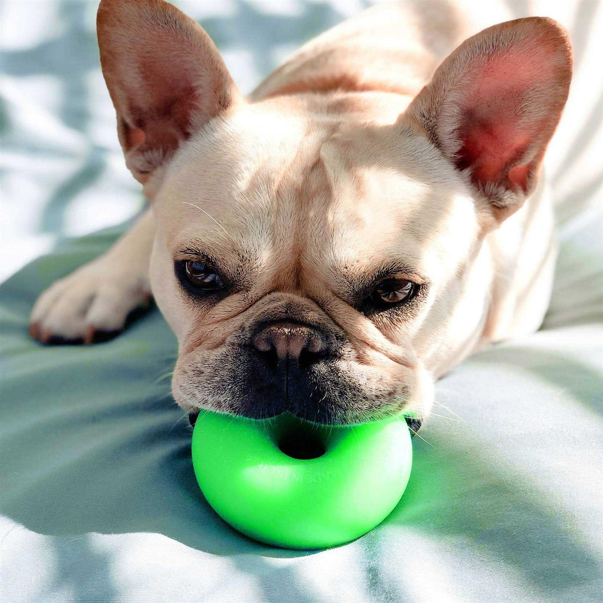 Dog Toy K806