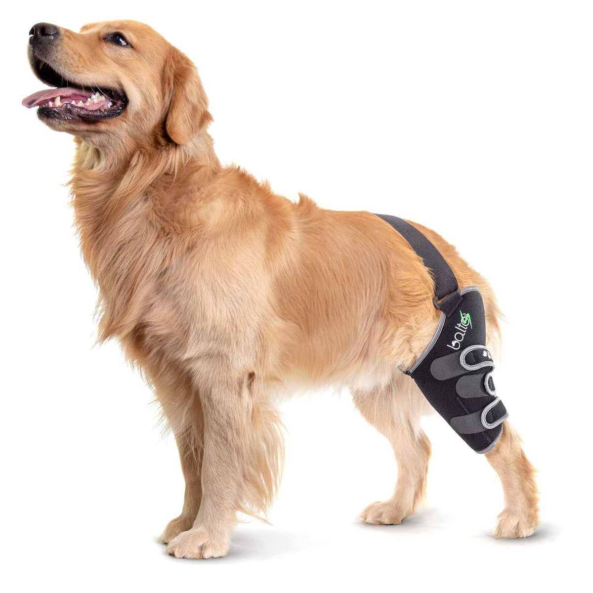 Knee Support for Dogs B19151