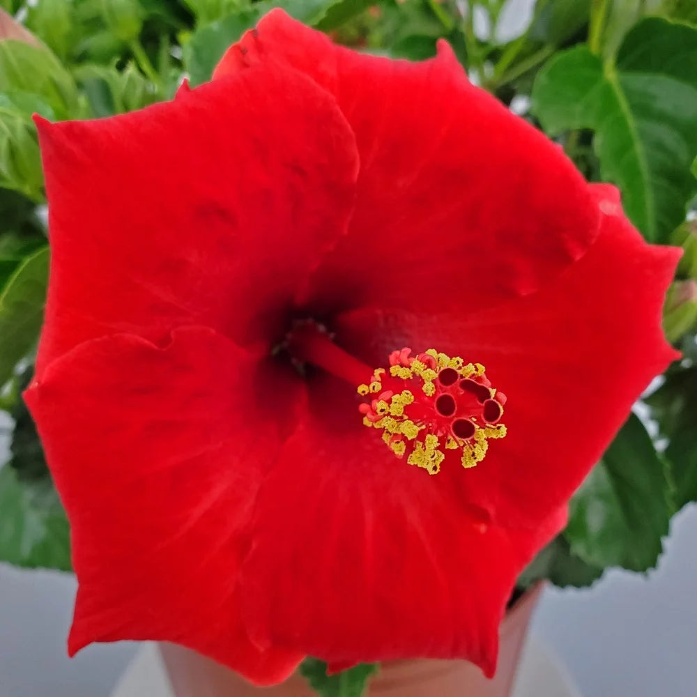 Red Hibiscus Bush Plant N131