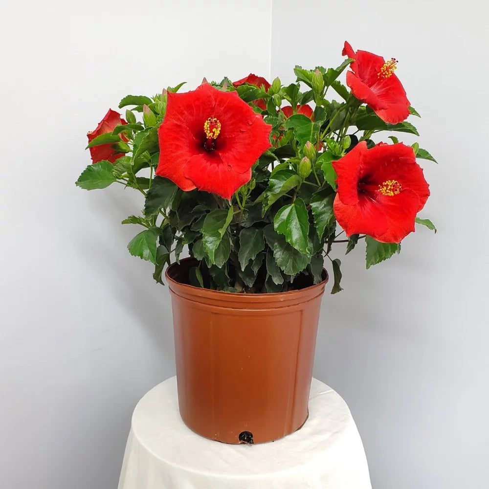 Red Hibiscus Bush Plant N131