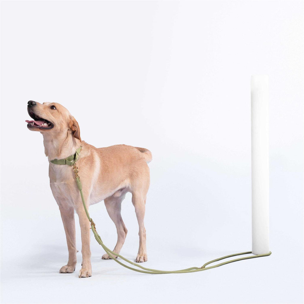 Leash C85823