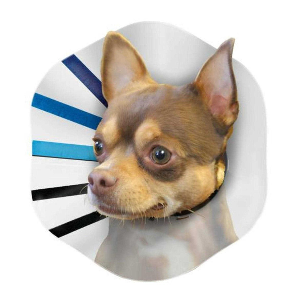 Clear Collar T31068