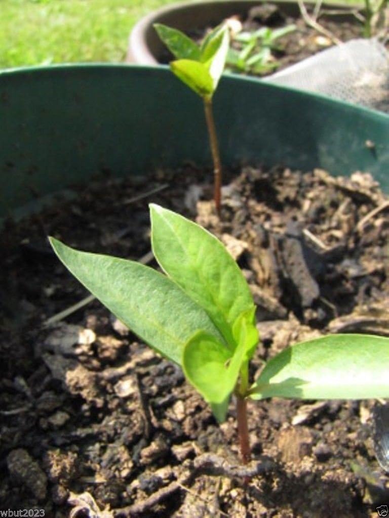25 Seed Asian Persimmons Tree Shrub G477633