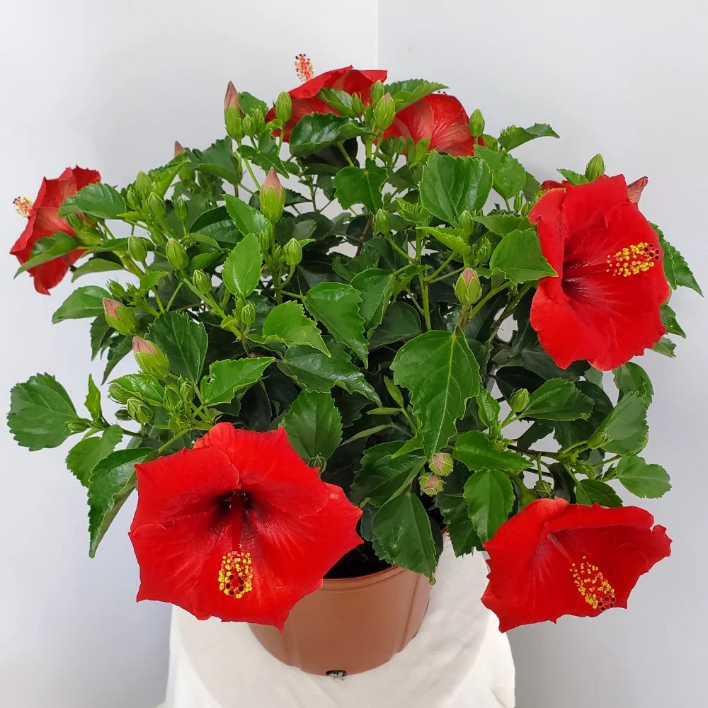 Red Hibiscus Bush Plant N131