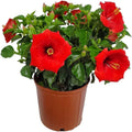 Red Hibiscus Bush Plant N131
