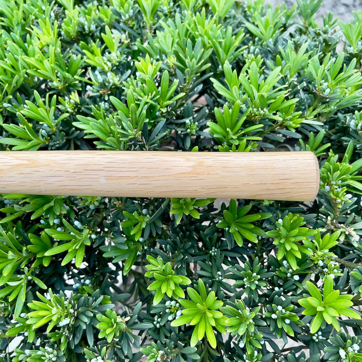 14 Inch Wide Japanese Carbon Steel Garden Hoe with Oak Wooden Handle M151910