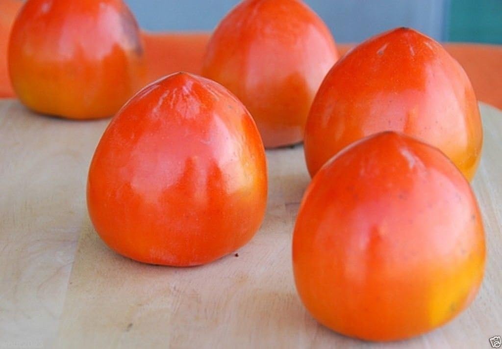 25 Seed Asian Persimmons Tree Shrub G477633