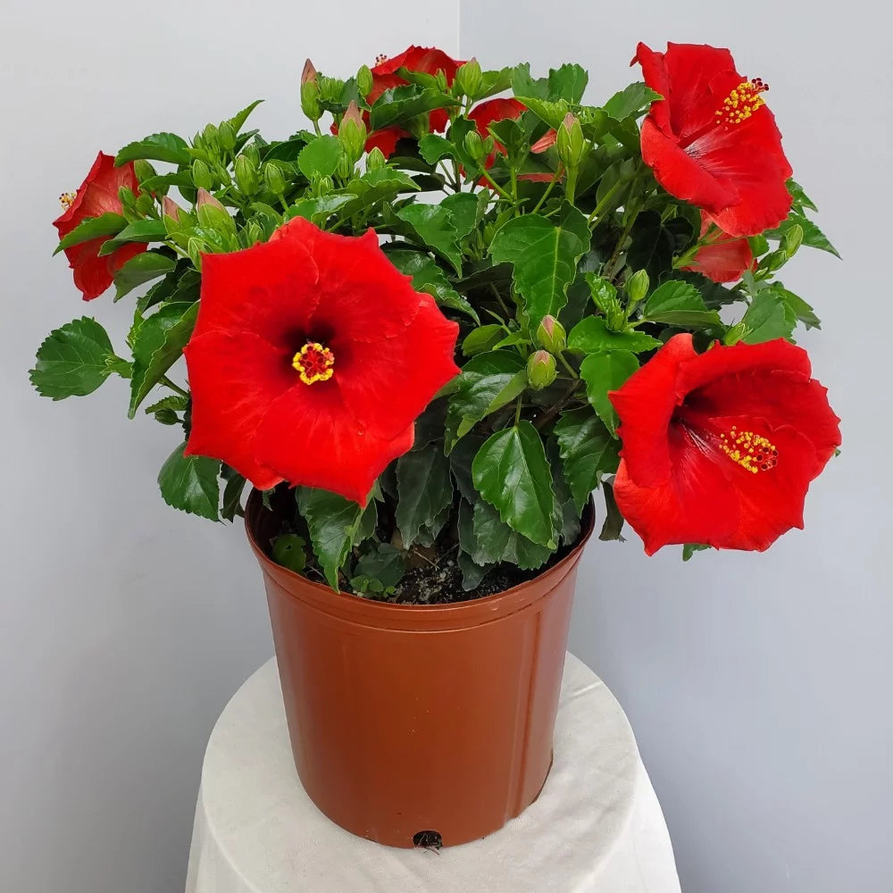 Red Hibiscus Bush Plant N131