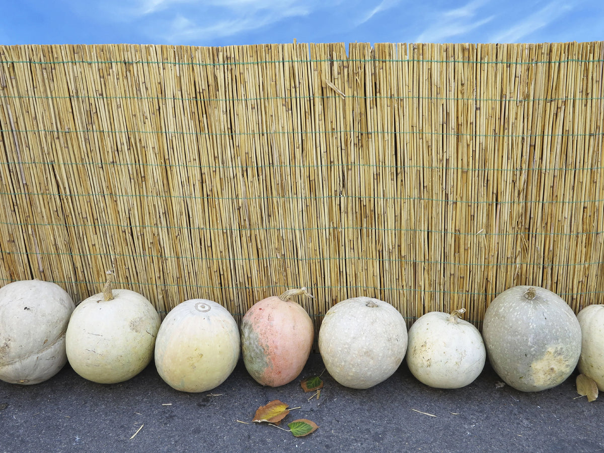 Natural Reed Fence Panel 4-Pack J55786