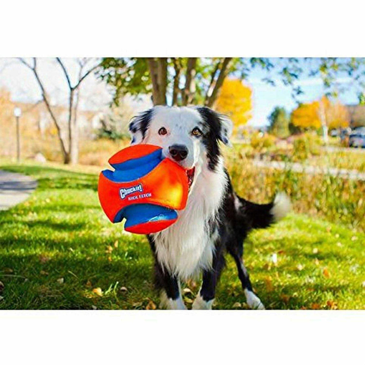 Kick Fetch Ball Dog Toy J10969