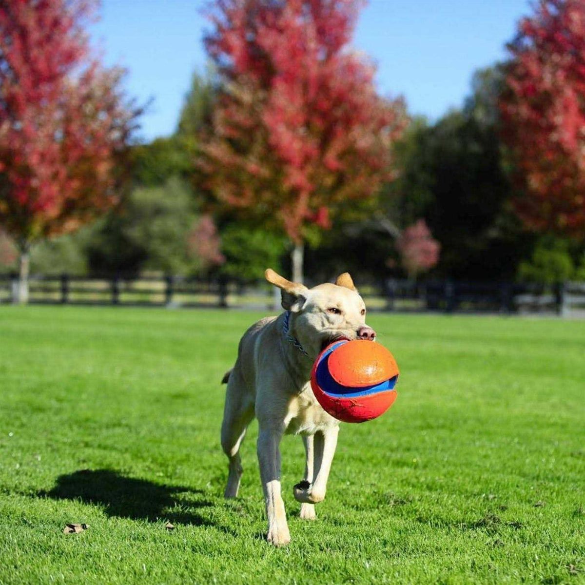 Kick Fetch Ball Dog Toy J10969
