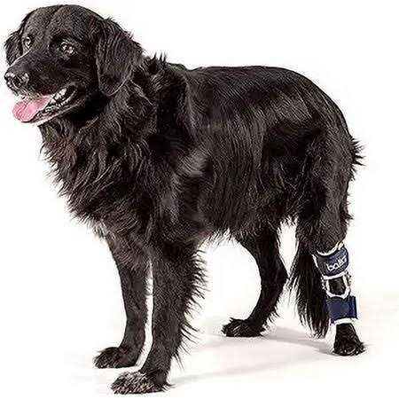 Knee Support for Dogs B19151