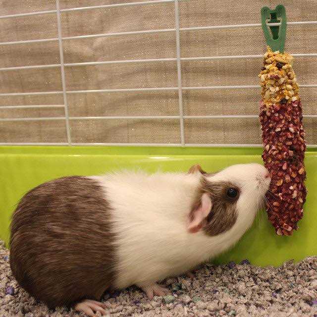 Crunch Sticks Guinea Pig Z551234